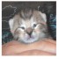 a-vendre-80-chaton-gris-tigre-age-2-mois-lieux-paris-9e
