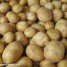pommes-de-terre-biologiques