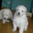 chiots-bergers-blanc-suisse