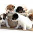 chiot-type-jack-russell-terrier