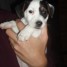 chiots-jack-russel