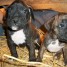 chiots-boxer-males