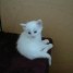 a-donner-bebe-chaton-angora-turc-femelle-blanche