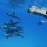 decouvrir-et-nager-avec-les-dauphins-a-l-ile-maurice