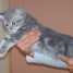 male-blue-silver-tabby-blotched-whiskas