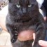 urgent-donne-magnifique-chat-noir-trouve