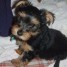 vends-chiots-type-yorkshire