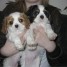chiots-cavalier-king-charles-disponible