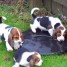 chiots-basset-hound