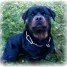 vends-rottweiler-femelle-de-presque-2-ans