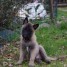 vend-chiots-malinois-lof-lignee-beaute