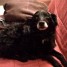 chien-noir-10-ans-trouve-sur-pontoise-le-18-11