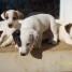 magnifiques-chiots-jack-russel-terrier