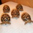 tortues-terrestres-etoilees-d-acute-inde