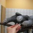 sublimes-jeunes-perroquets-gris-du-gabon-eam