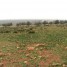 terrain-agricole-a-vendre-sur-region-de-fez-maroc