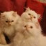 3-adorables-chatons-type-persan-males-colorpoint-blanc-creme