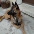 chiot-malinois-a-reserver
