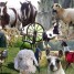 elevage-lamas-chevres-cochon-mouton-vache-chevaux-et-divers