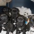 a-reserver-chiots-staffordshire-bull-terrier-staffie