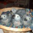 gris-du-gabon-perroquets
