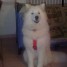 type-samoyede