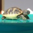 adopte-tortue