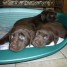 chiot-type-labrador-chocolat