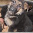 chiots-berger-allemand