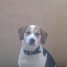 donne-contre-bon-soin-male-croise-beagle-labrador