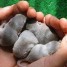 bebes-gerbilles-gris-clair-et-gris-fonce