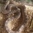 pytuophis-adulte-1-70m-tres-beau-serpent-terrarium-avec-equipement