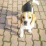 beagle-pure-race