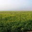 terrain-agricole-de-210-ha-tkhemisset-maroc