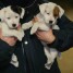 3-chiots-jack-russell-lof-pure-race