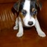 chiots-jack-russel-males