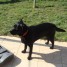magnifique-labrador-noir-femelle-de-10-mois