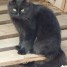 chatte-noire-de-8-mois-a-poils-longs