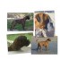 chiots-boxer-a-reserver