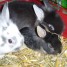 a-donner-bebes-lapins-nains-nes-le-fevrier-2011
