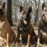 elevage-de-malinois-lof-chiots-and-adultes