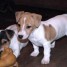 superbes-chiots-jack-russell-terriers-a-reserver