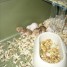 dons-d-hamster-angora-bebe