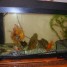 aquarium-juwel-4-poissons-chinois