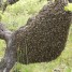 recupere-essaim-d-abeille