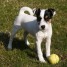 chiot-jack-russell-terrier