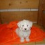 magnifique-chiot-type-bichons-maltais