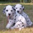 chiots-dalmatiens-l-o-f-nes-le-12-03-11