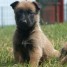 elevage-professionnel-de-berger-belge-malinois-lof