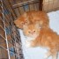 a-reserver-2-chatons-persan-loof-disponibles-16-06-2011